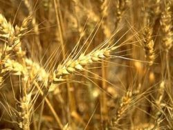 США соберет рекордный урожай пшеницы
